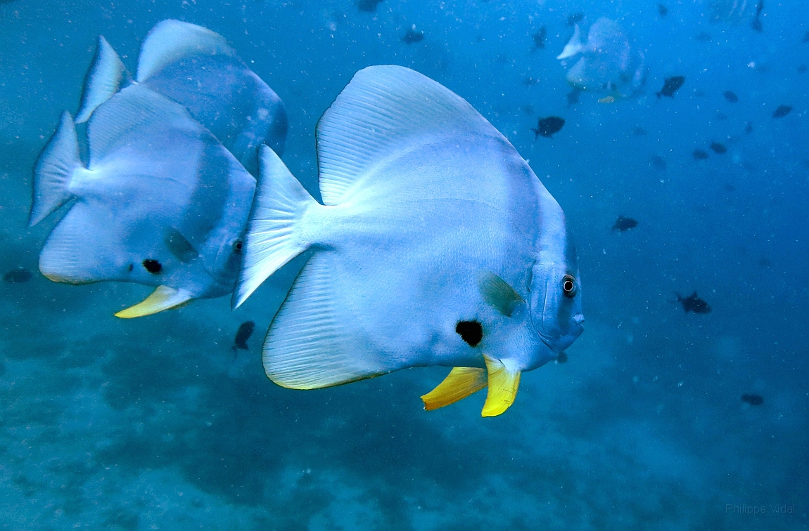 IMG_1251rf_Maldives_Madoogali_Plongee 13_Maaya thila_Platax  ou poule d'esu_Platax orbicularisjpg.jpg